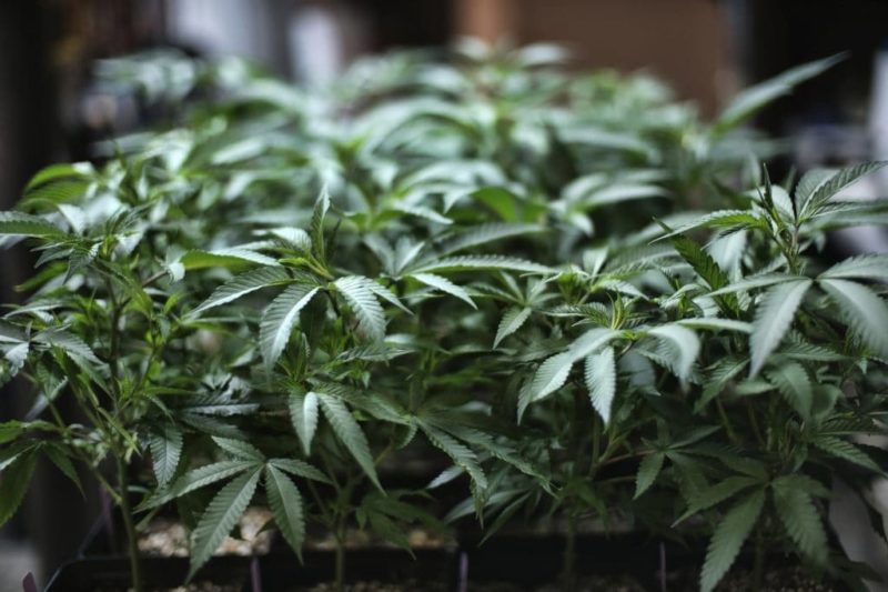 House votes to decriminalize marijuana at federal level