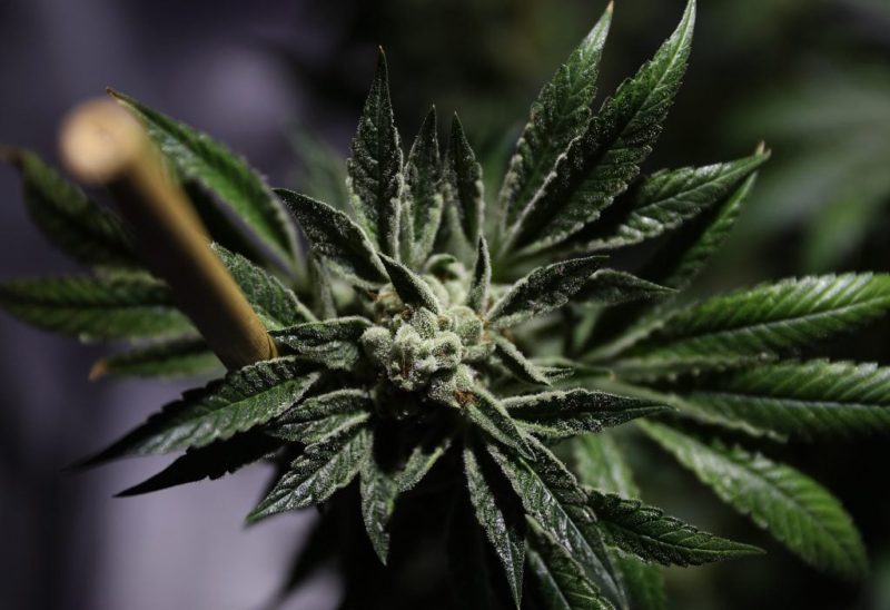 Democratic senators will work to pass marijuana reform bill this year