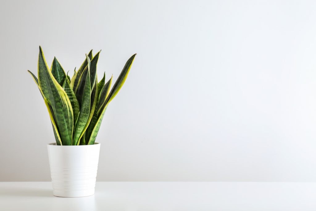 Millennials embrace houseplants to cope with pandemic isolation