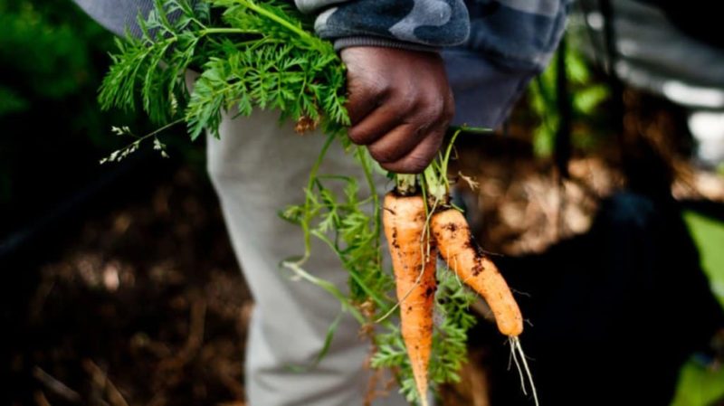 USDA looking to increase number of minority farmers by using COVID-19 funding