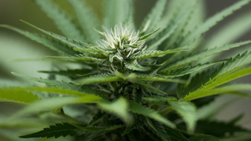 New York legislature passes bill to legalize recreational marijuana