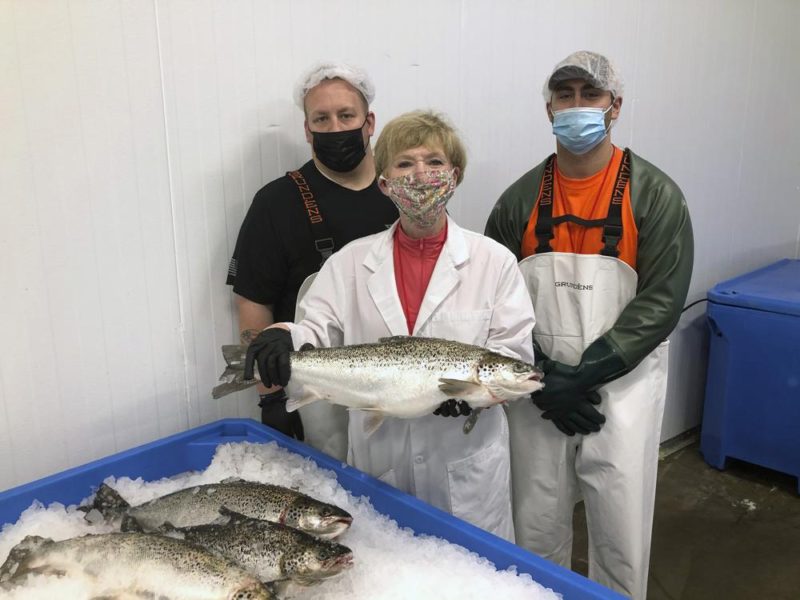 Genetically modified salmon head to US dinner plates