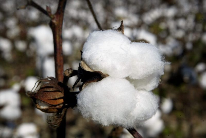 Black students told to clean cotton as part of school project; mother speaks out