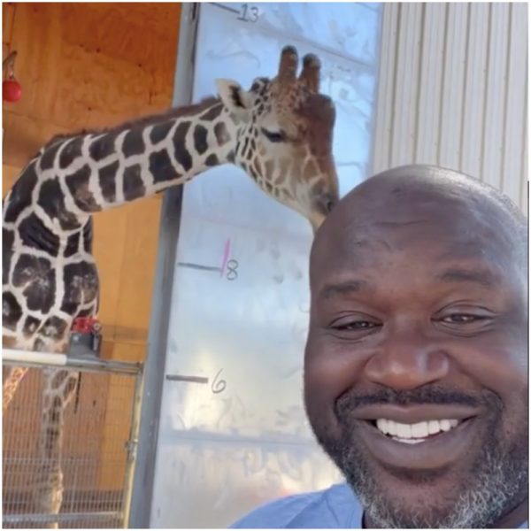 ‘I Want to Take My Shirt off on Instagram One Last Time’: Shaquille O’Neal Reveals Why He Decided to Lose Weight —See Before and After Pic