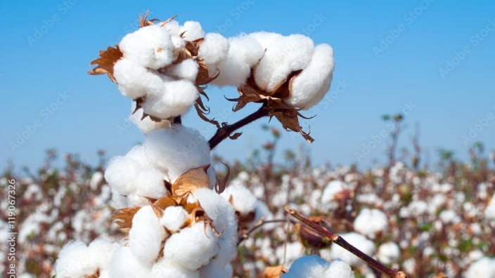 San Francisco teacher under fire after reportedly using cotton plants to teach about slavery 