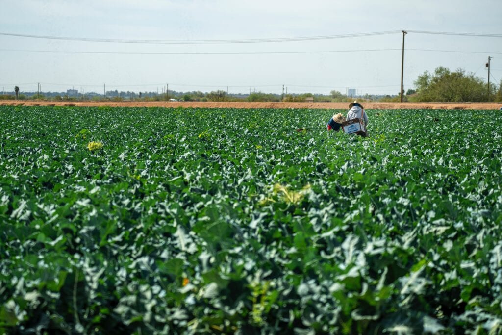 3 men sentenced in Georgia forced farm labor investigation