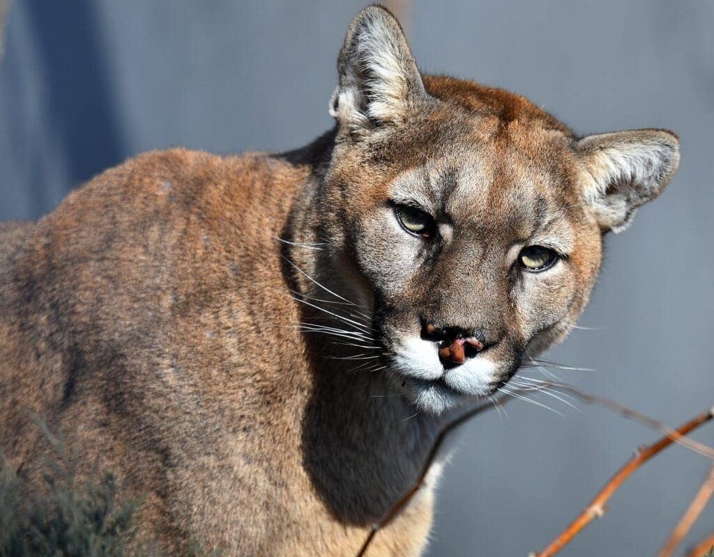 LA is one of two megacities living with feline predators; database has info on 100 mountain lions