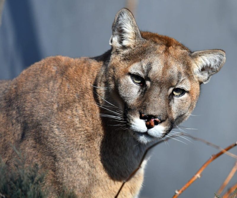 LA is one of two megacities living with feline predators; database has info on 100 mountain lions