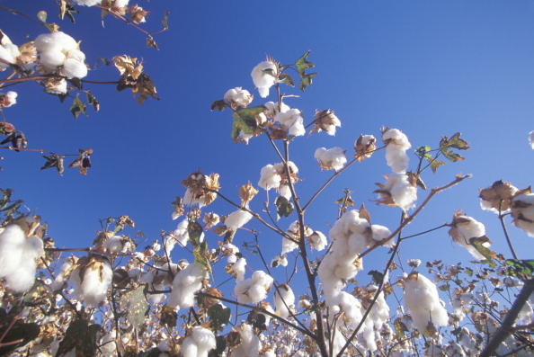 Mom Suing School Over Cotton Picking Project Spotlights Trend Of Misguided Slavery Related Lessons