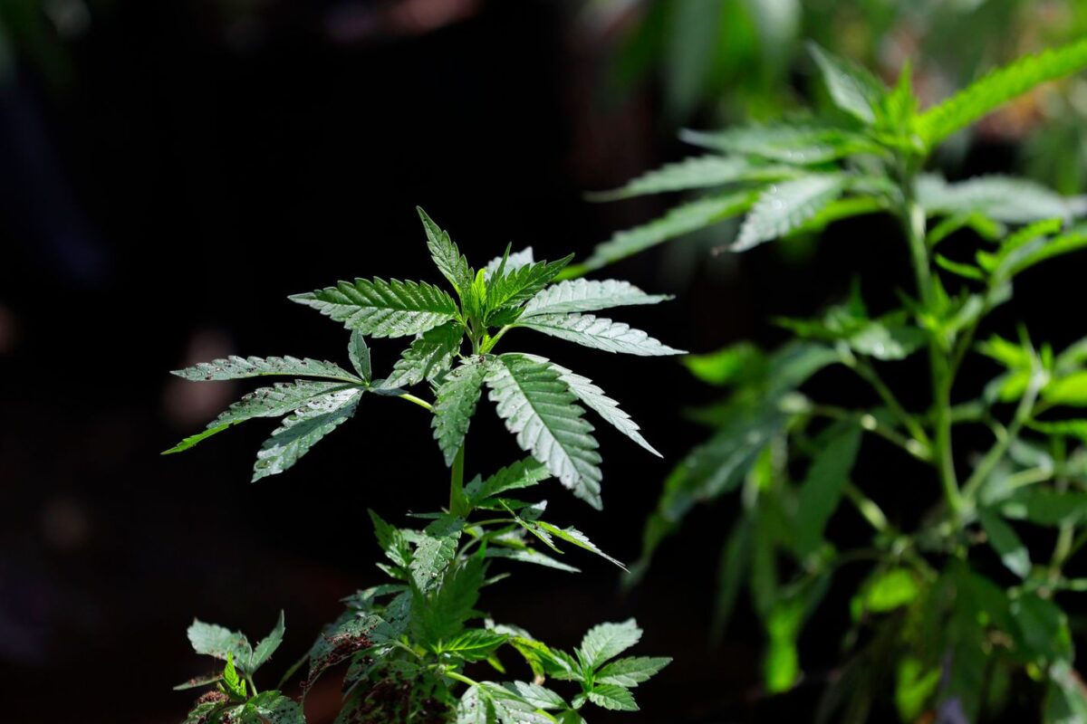 Marijuana holiday 4/20 coincides with Easter and Passover this year. Here’s what to know