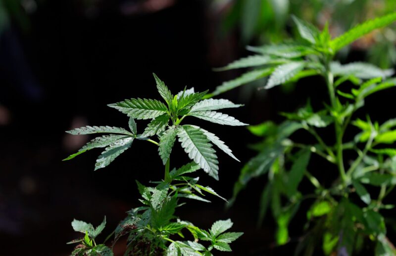 Marijuana holiday 4/20 coincides with Easter and Passover this year. Here’s what to know