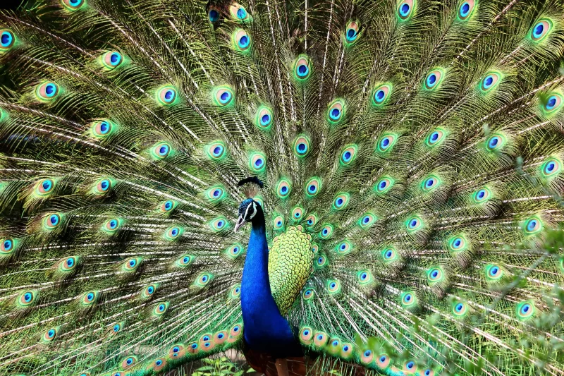 ‘Bock, Bock, Bock, You Next!’: Oregon Man Will Spend Years in Prison for Attempted Murder After Attacking Man Who Confronted Him for Harassing a Flock of Peacocks