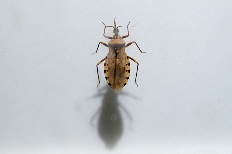 Chagas Disease Is Spreading In The U.S—Here’s What’s Behind It