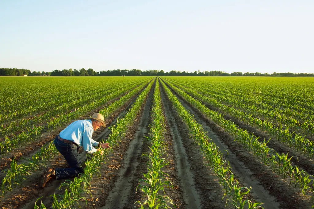 ‘You Were Warned’: Arkansas Farmers Who Voted for Trump Plead for Emergency Aid as Tariffs Push Them Into Ruins
