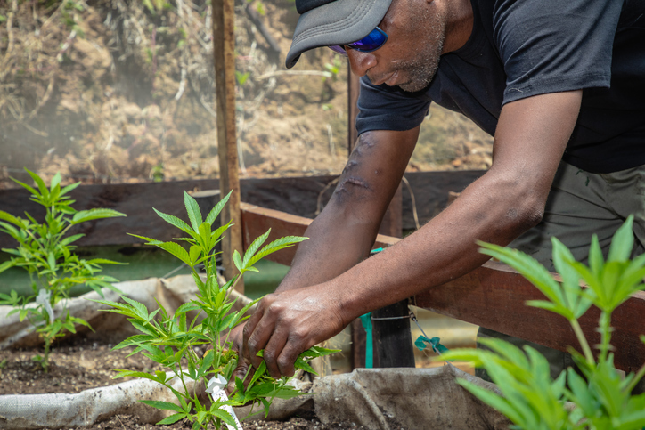 420 Laws: US Cannabis Legalization Through The Decades 