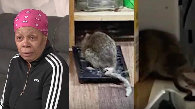 ‘So Disgusted’: Over $68K in Donations Pour in 71-Year-Old Cancer Survivor Whose Apartment Has Been Taken Over By Rats As Landlords Do Nothing to Help