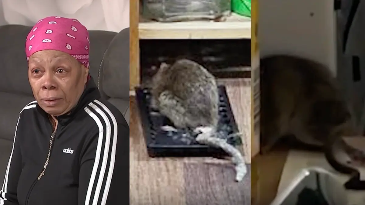 ‘So Disgusted’: Over $68K in Donations Pour in 71-Year-Old Cancer Survivor Whose Apartment Has Been Taken Over By Rats As Landlords Do Nothing to Help