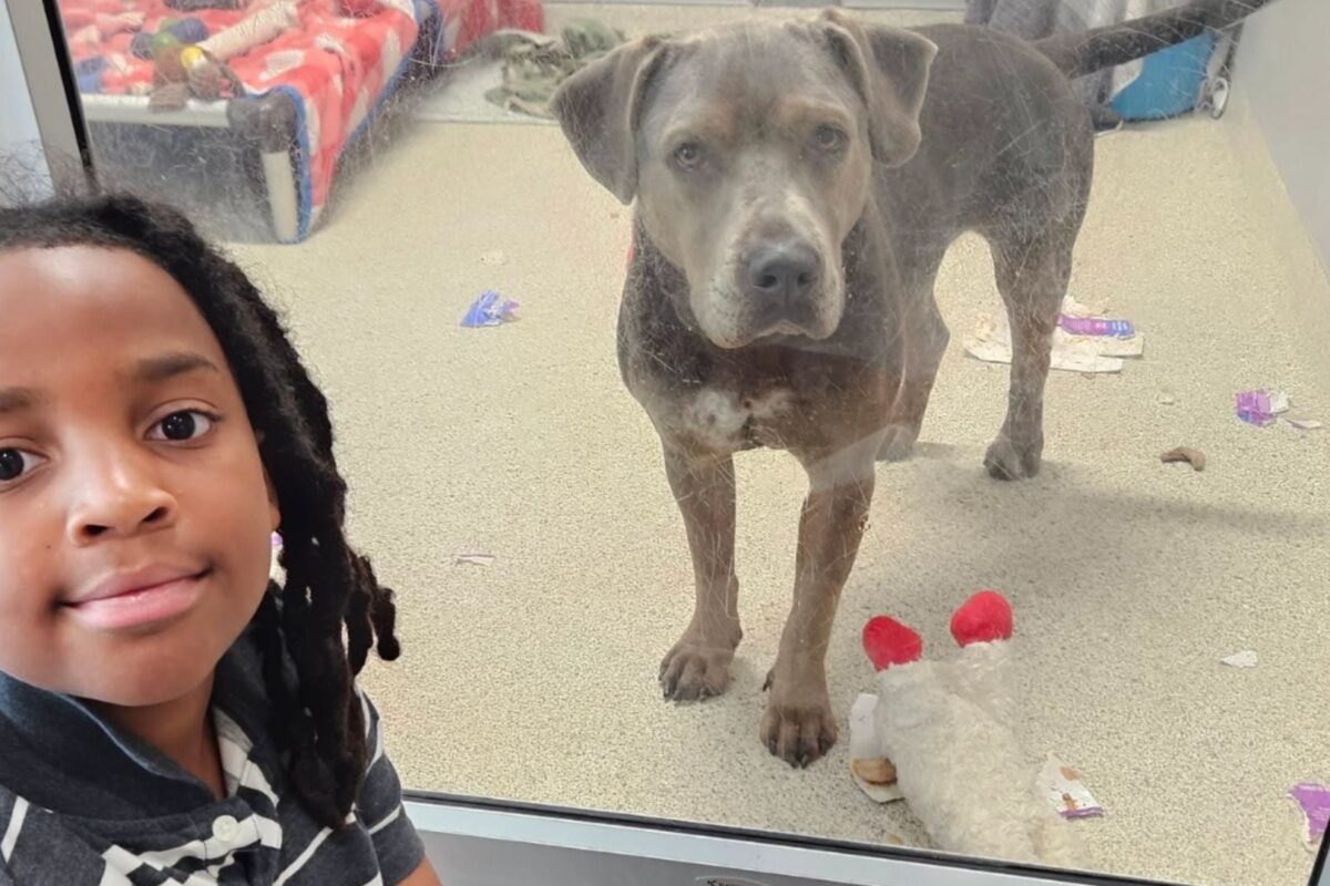 11-year-old boy spends 100 hours reading to shelter dogs to help them find forever homes