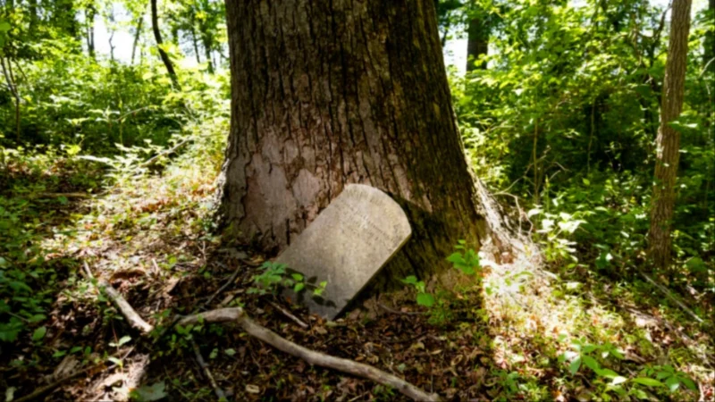 ‘It’s Heart-Wrenching’: Hundreds of Black Children Buried in Unmarked Graves at Maryland Juvenile Detention Center, New Research Exposes a Dark Past