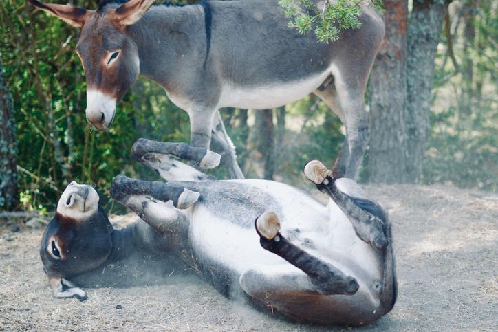 Nothing Is Safe From Police, Not Even An Innocent Donkey [Op-Ed]